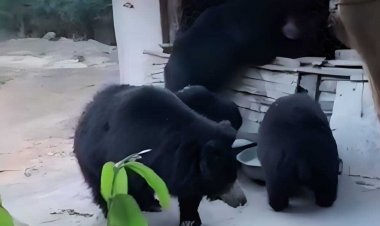 जहाँ जंगल के मेहमान बनते हैं परिवार के सदस्य कुटिया में, बाबा और भालुओं के बीच अनोखे प्रेम का संगम देखें