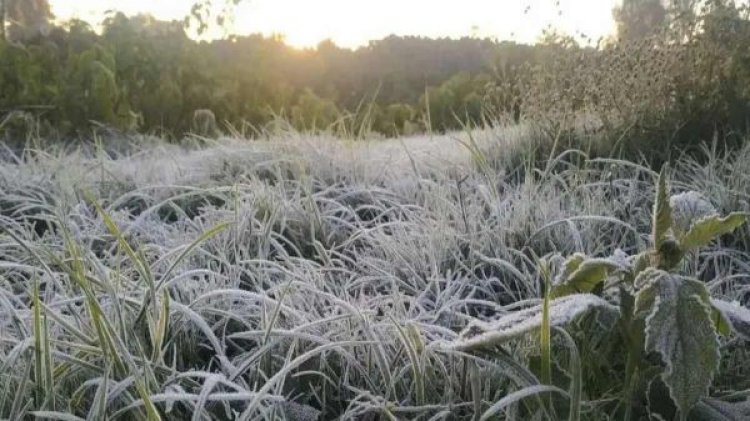 CG Weather Update: छत्तीसगढ़ में कड़ाके की ठंड, पत्तों पर जमी बर्फ की चादर, रात का पारा 3 डिग्री से नीचे गिरा, 12 जिलों में शीतलहर का यलो अलर्ट
