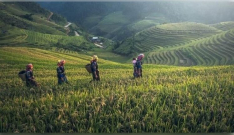 अप्रैल-नवंबर 2024 में भारत का कॉफी निर्यात रिकॉर्ड 1 बिलियन डॉलर के पार