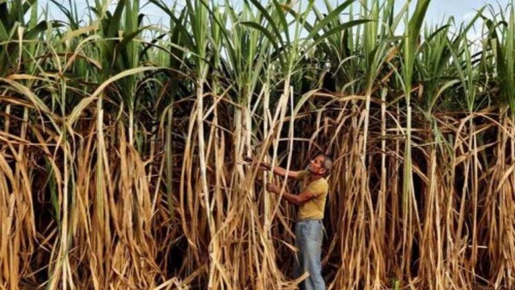 प्रधानमंत्री मोदी द्वारा गन्ने का एफआरपी 355 रुपए प्रति क्विंटल निर्धारित करने पर मुख्यमंत्री डॉ. यादव ने माना आभार