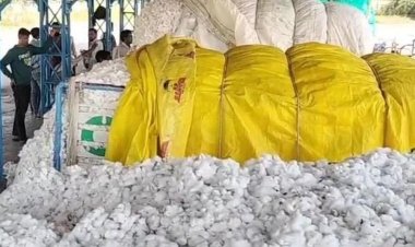बड़वानी में 6775 रुपए के अधिकतम भाव पर बिका कपास:कृषि मंडी में सुबह से देर शाम तक चली नीलामी, 1176 क्विंटल रही कपास की आवक