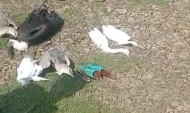 बरखेड़ी में तालाब किनारे मरे मिले कई पक्षी:वन विभाग को सूचना, टीम अभी नहीं पहुंची मौके पर